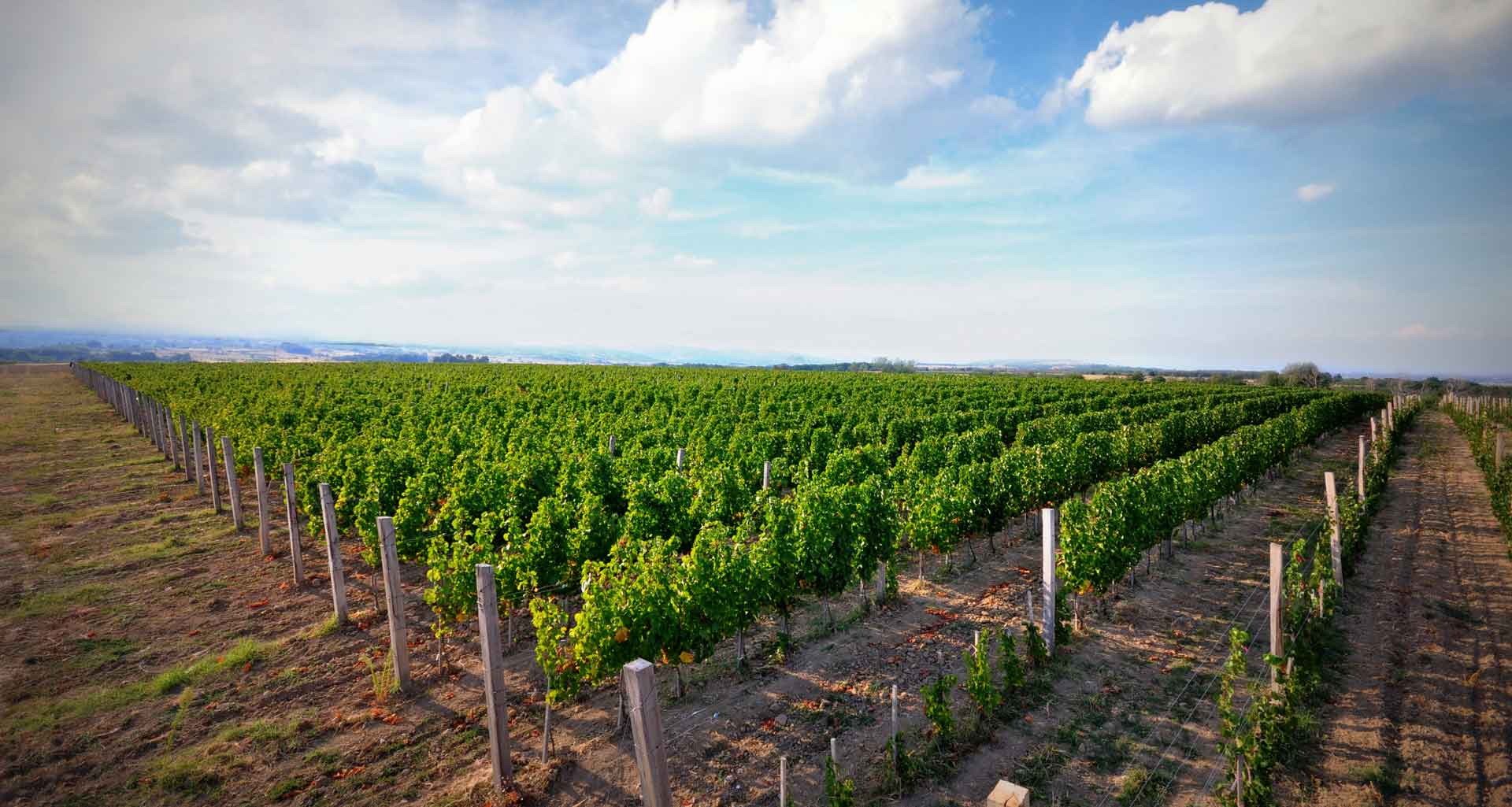 Vinograd Dunavska terasa Mihajlovac Vinograd Dunavska terasa Mihajlovac