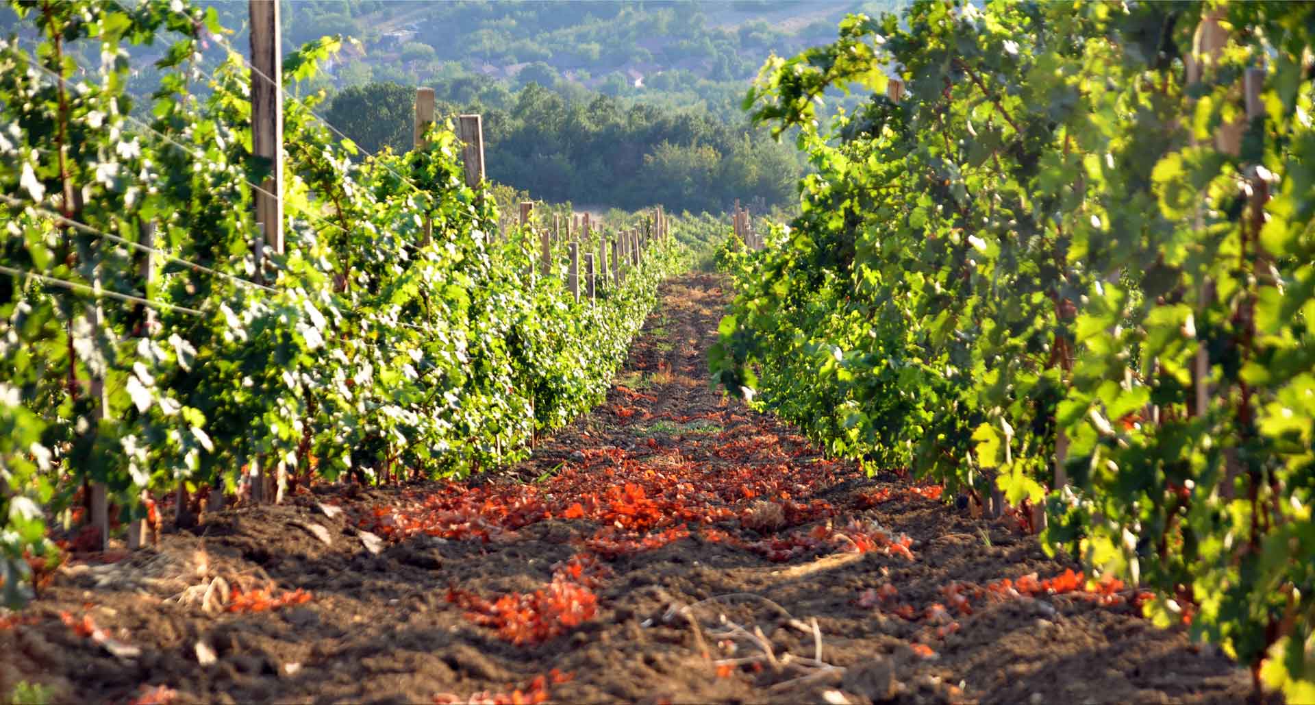 Rajacko vinogorje vinogard Kremenjaca Tamnic Rajacko vinogorje vinogard Kremenjaca Tamnic