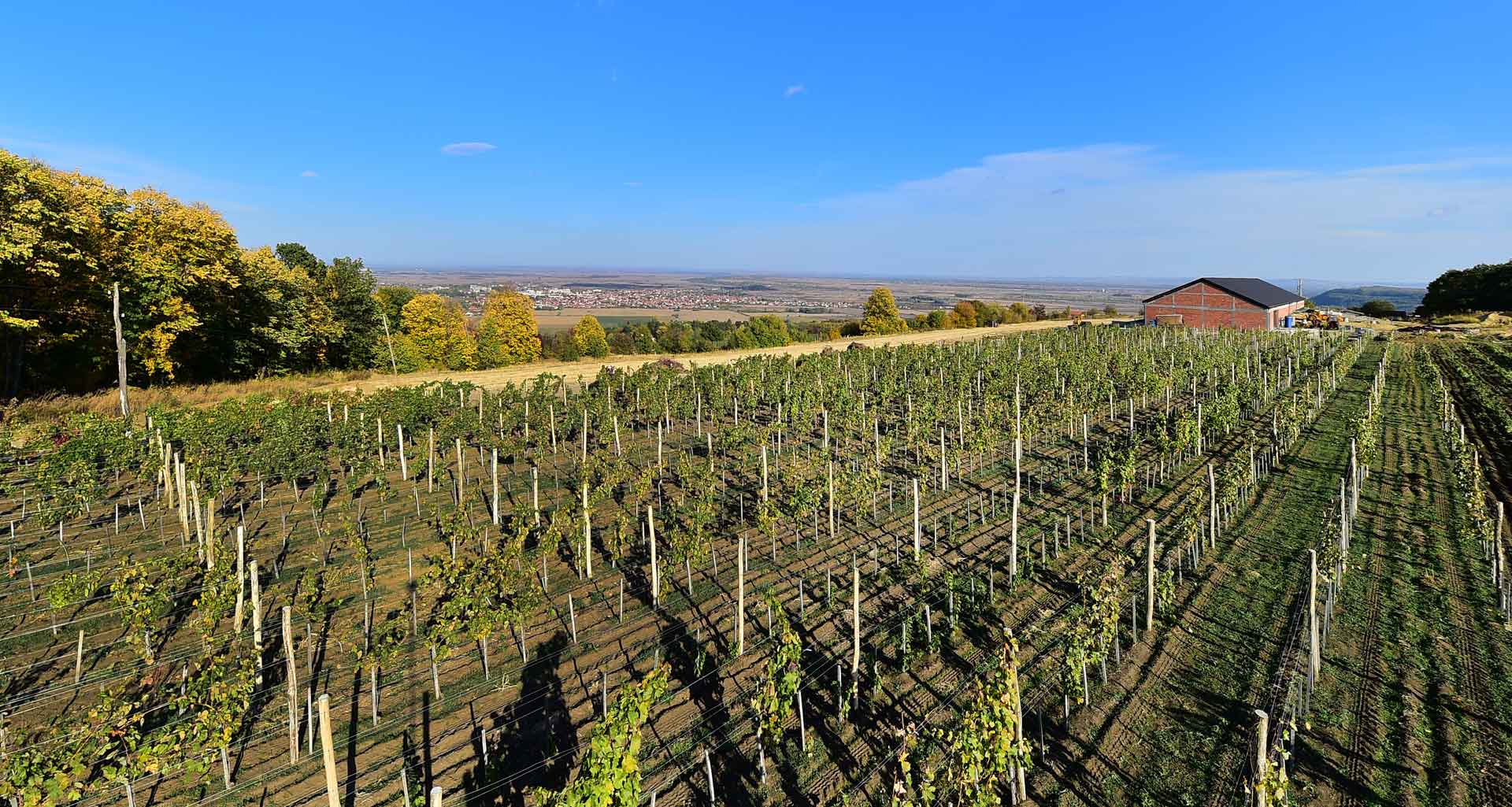 Vinograd Bukovo Vinograd Bukovo