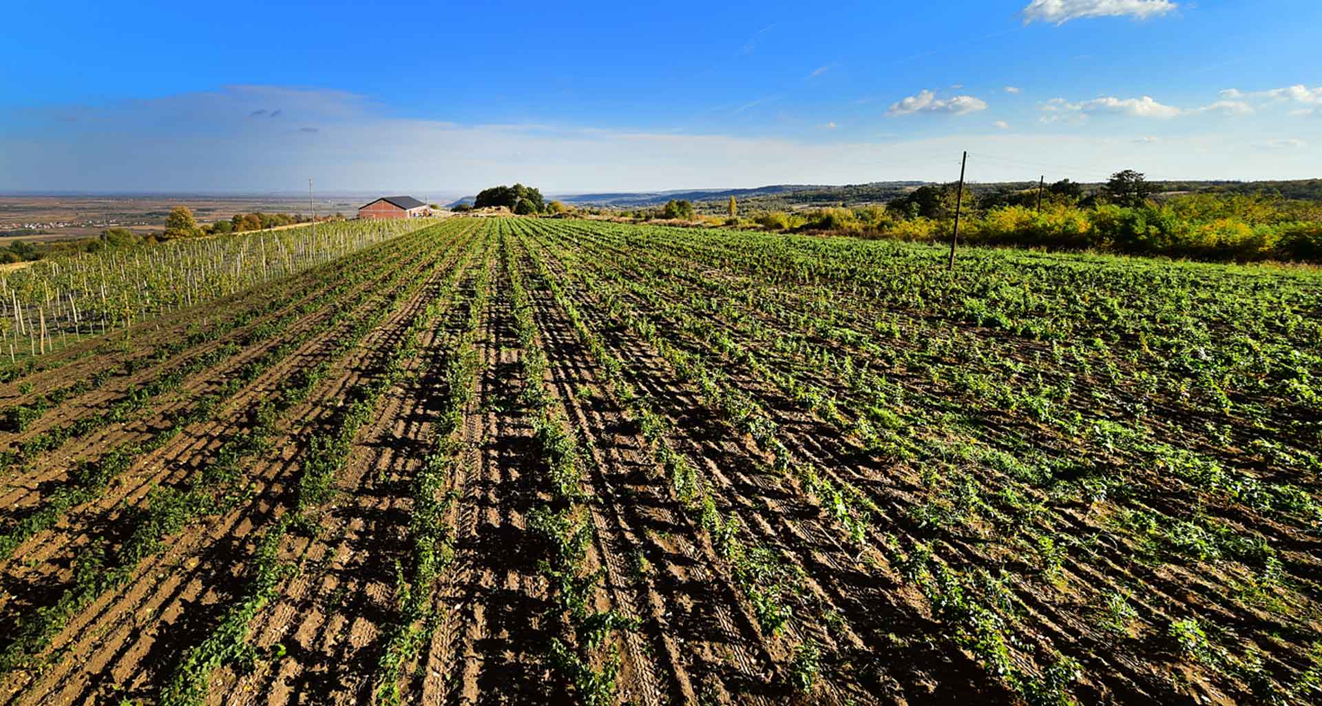 Vinograd Bukovo Vinograd Bukovo
