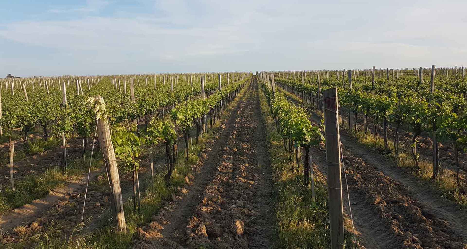 Vinograd Dunavska terasa Mihajlovac Vinograd Dunavska terasa Mihajlovac