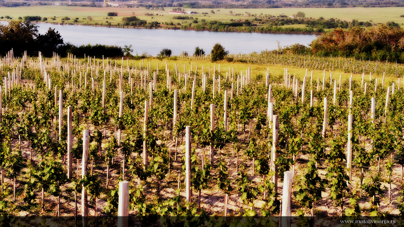 Matalj Vinarija Vinograd