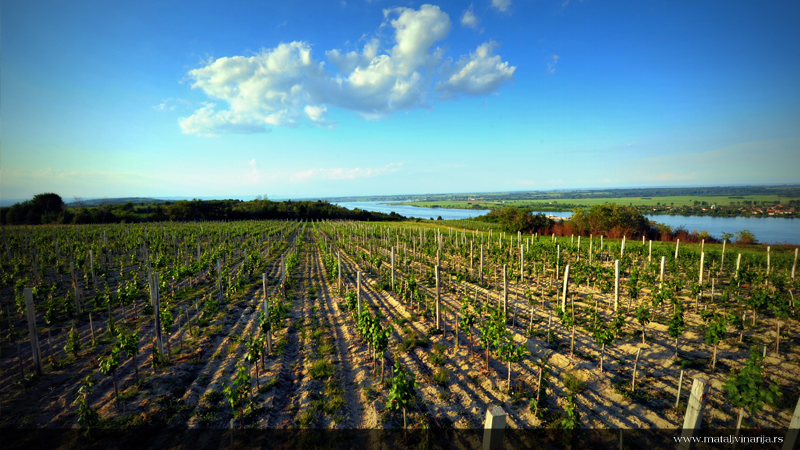 Matalj Vinarija Vinograd
