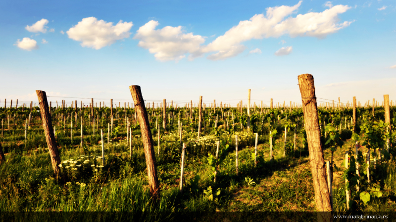 Matalj Vinarija Vinograd
