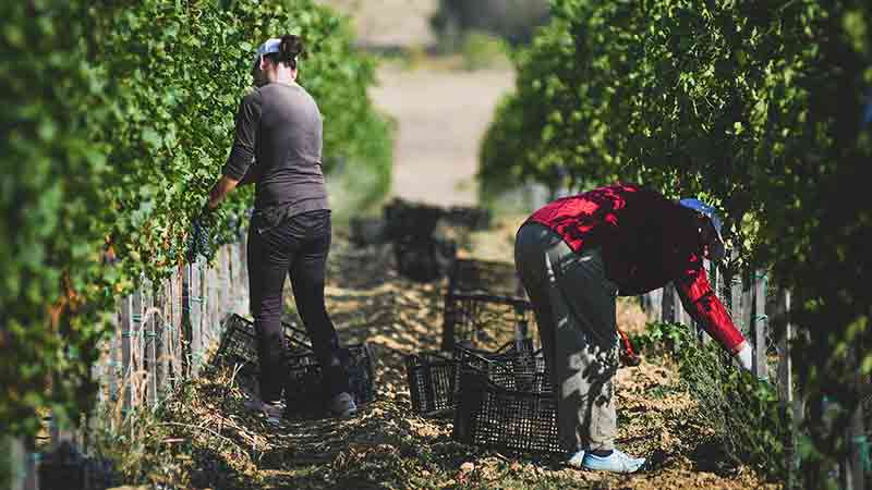 Matalj Vinarija Berba