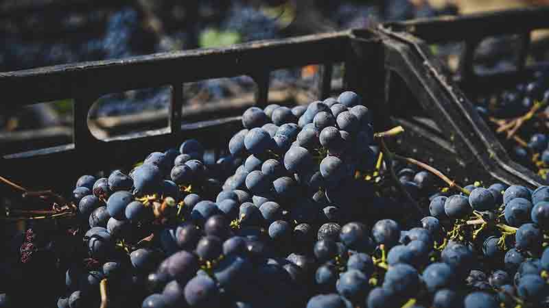 Matalj Vinarija Crno grozdje