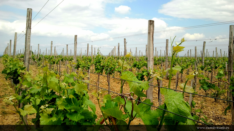 Matalj Vinarija Vinograd