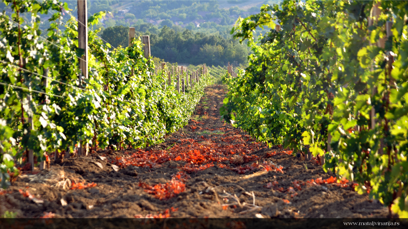 Matalj Vinarija Vinograd