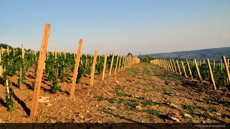 Matalj Vinarija Vinograd